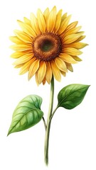 Watercolor painting of a radiant sunflower blossom with leaves on white background
