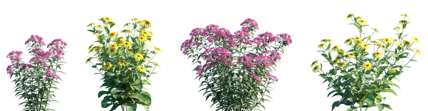 Set of Spiraea japonica and Rudbeckia laciniata flowering frontal isolated png on a transparent background perfectly cutout high resolution