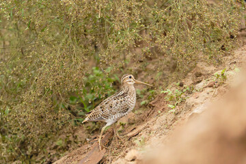 Eurasian Woodcock Camouflaged on Red Soil Slope