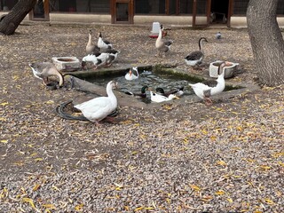 Obraz premium A group of geese and ducks gathered around a small outdoor pond, drinking and swimming in a farmyard setting, showcasing natural bird behavior and rural wildlife activity.