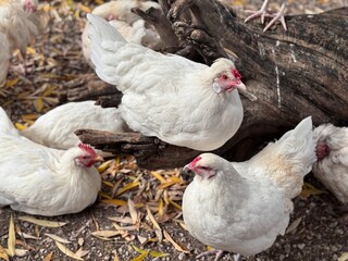 Group of white domestic chickens gathered around a fallen tree trunk in a farmyard, displaying natural behavior and rural poultry life in an outdoor environment.