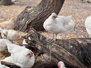 Group of white domestic chickens gathered around a fallen tree trunk in a farmyard, displaying natural behavior and rural poultry life in an outdoor environment.