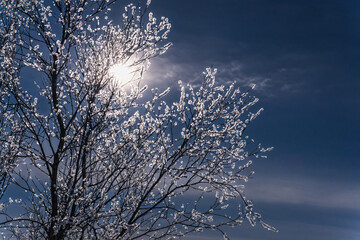 Sun shining through frosted tree branches in Lapland
