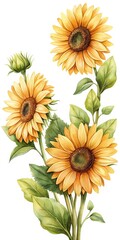 Watercolor painting of bright sunflowers with green leaves on white background