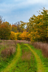 beautiful landscape of country road in autumn forest with bright yellow leaves on trees, cloudy weather