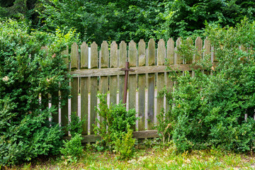 Naklejka premium old weathered wooden fence with shrub leaves growing through the boards as a backdrop