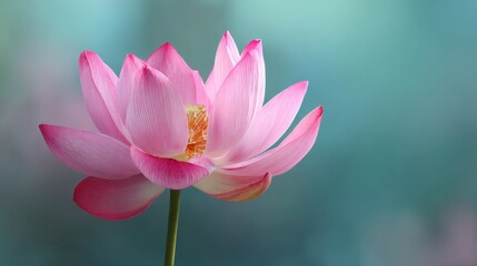 Obraz premium A pink lotus flower stands gracefully showcasing its delicate petals against a softly blurred peaceful background. Sunlight enhances the flower's vibrant colors.