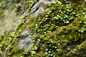 A climbing plant with small, rounded leaves growing on a mossy stone. Ideal for creating a natural background texture.