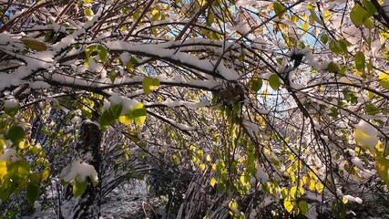 Sunlight filters through snow-covered branches and green leaves. A bright winter sun shines through the frosty forest canopy. Beautiful seasonal contrast of white snow and vibrant green foliage. - Powered by Adobe
