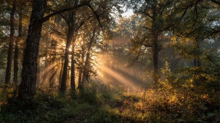 Fototapeta premium Golden sunlight pours through tall trees in a serene forest creating a magical atmosphere. It is early morning with mist lingering among the vibrant autumn foliage.