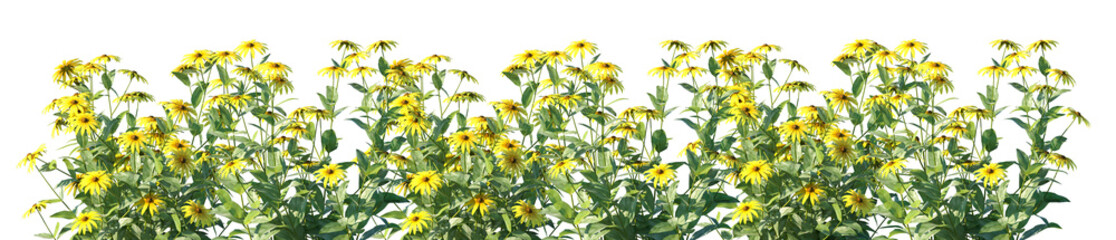 Obraz premium Set of Rudbeckia laciniata (he cutleaf coneflower, cutleaf, goldenglow, green-headed coneflower) flowering frontal isolated png on a transparent background perfectly cutout high resolution
