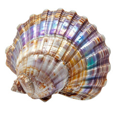 Fototapeta premium Close-up macro shot of a vibrant, iridescent seashell against a stark black background.