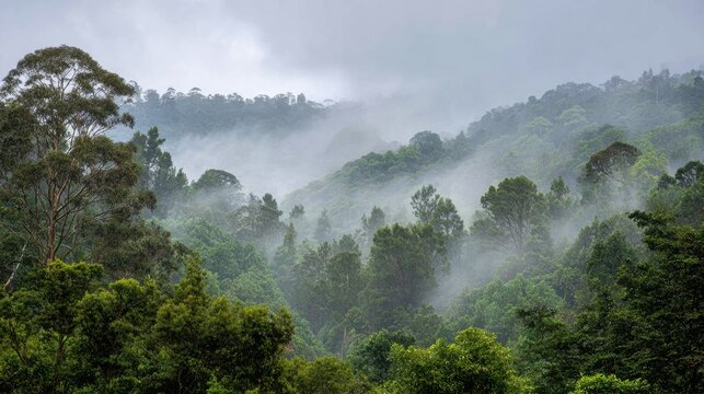 Lush green mountains are shrouded in mist as the morning light begins to break. The serene landscape is tranquil inviting a sense of peace and calm in nature.