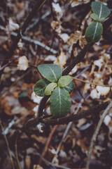 Close-up, top-down view of a tiny group of vibrant green leaves emerging from a dark, winding vine or stem. The background is blurred, consisting of dry, fallen brown and beige leaves on the forest fl