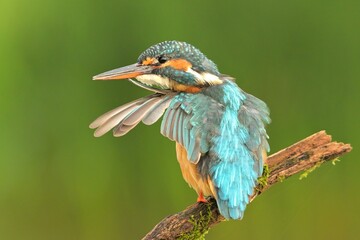 Common kingfisher Alcedo atthis bird songbird wildlife nature predator cock o the north, beautiful animal mountain finch, animal, bird watching ornithology, flower bud fauna wildlife Europe