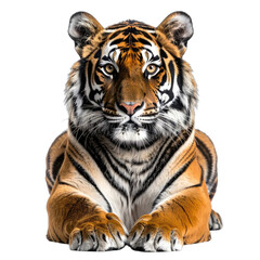 Fototapeta premium A captivating close-up portrait of a majestic tiger resting against a solid black background.