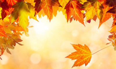 Fototapeta premium Vibrant autumn leaves in shades of orange yellow and red create a beautiful seasonal border against a soft bokehfilled background perfect for fall designs on transparent background