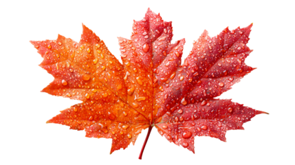 Vibrant red orange maple leaf with glistening clear water droplets