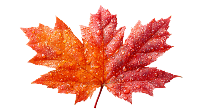 Vibrant red orange maple leaf with glistening clear water droplets