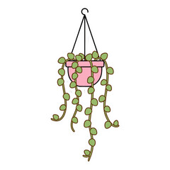 A Pink Hanging Pot Filled With Trailing Green String Of Pearls Plant On A White Background