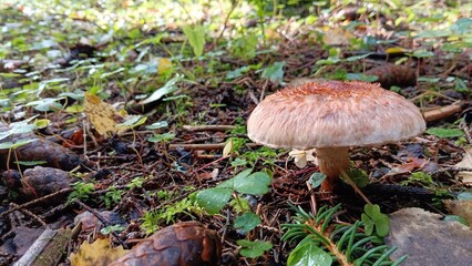 Hedgehog mushroom and spyfly under its hat