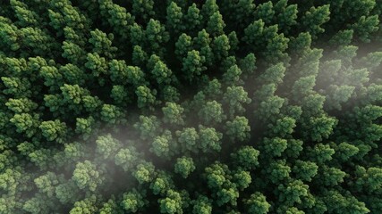 Aerial top down view of a dense green pine forest canopy. Misty clouds drifting over the evergreen treetops in a tranquil wilderness. Natural background for environmental conservation - Powered by Adobe