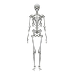 Human Anatomical Skeleton Standing Front View Isolated on Black Background anatomy