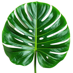 A vibrant green Monstera deliciosa leaf with characteristic fenestrations against a stark black background.