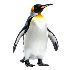 A striking portrait of a King Penguin isolated against a solid black background.