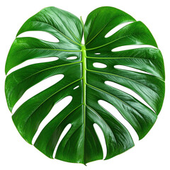 A vibrant green Monstera deliciosa leaf showcased against a solid black background.