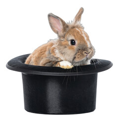 A fluffy brown and white rabbit peeking out of a black magician's top hat against a solid black background.