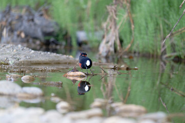 White-capped Redstart Over Calm Reflective Water