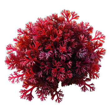 Vibrant, intensely red marine algae specimen isolated against a stark black background.