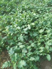 green plants in the garden