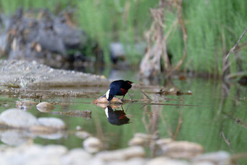 Bird and Reflection in a Pristine Mountain Stream