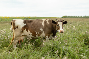 Brown and white dairy cow standing on a green meadow in a rural landscape, captured in natural light.