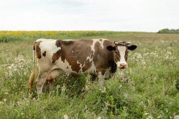 Brown and white dairy cow standing on a green meadow in a rural landscape, captured in natural light.