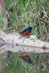 River Reflection of a White-capped Redstart