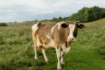 Brown and white dairy cow standing on a green meadow in a rural landscape, captured in natural light.