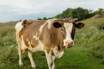 Cow standing on a green meadow, looking into the camera on a cloudy day. Close-up view of a brown and white dairy cow in a rural landscape, natural farming scene.