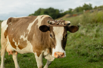 Cow standing on a green meadow, looking into the camera on a cloudy day. Close-up view of a brown and white dairy cow in a rural landscape, natural farming scene.
