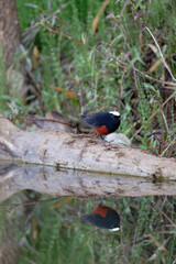 Bird Reflected on Crystal Clear River Surface