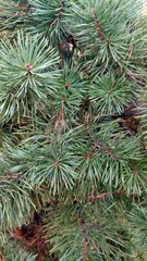 Blue Spruce Branches Close-Up with Fresh Needles