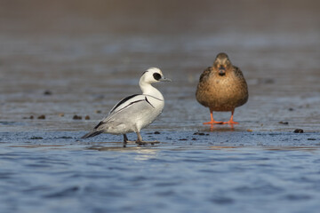Smew (Mergellus albellus)