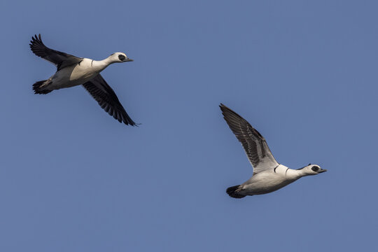 Smew (Mergellus albellus)