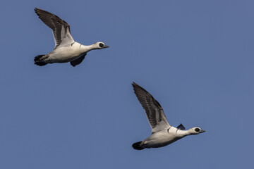 Fototapeta premium Smew (Mergellus albellus)