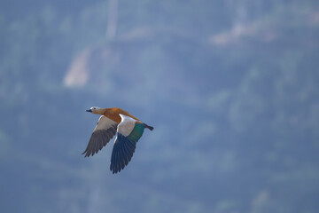 Flying Ruddy Shelduck with Majestic Mountain Backdrop