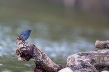 Luzon Redstart Perched on Driftwood with Soft River Bokeh