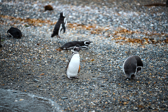Magellanic penguins on the island Isla Martillo in Ushuaia, Argentina
