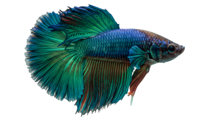 Green and blue betta fish with flowing fins